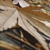 Acer Leaf